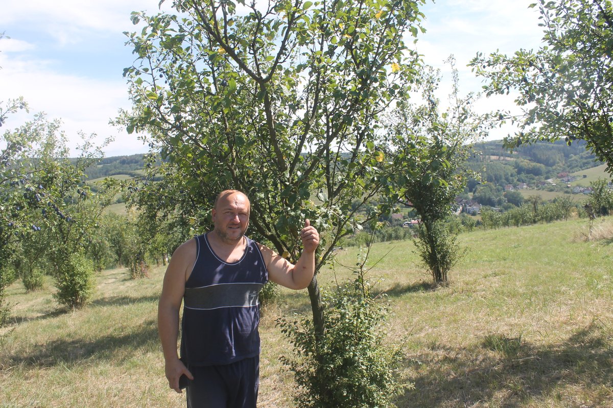 Martin Drábek ukazuje zkázu ve svém sadu. Zloději polámali spoustu větví.