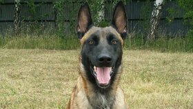 Služební pes Carlos je oporou policejního sboru v Brně.