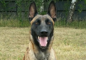 Služební pes Carlos je oporou policejního sboru v Brně.
