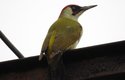 Samec žluny zelené má vous (černě ohraničenou skvrnu táhnoucí se od zobáku pod oko) vybarvený červeně