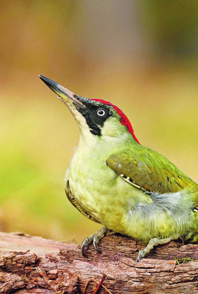 Z našich dvou druhů je běžnější žluna zelená (Picus viridis)