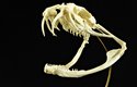 Zmije gabunská (Bitis gabonica) má přes 5 cm dlouhé jedové zuby, nejdelší ze všech hadů