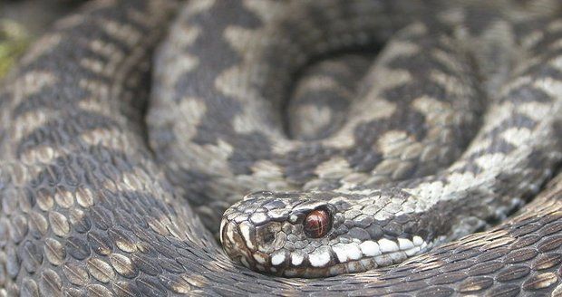 Uštknutí zmije může být nebezpečené pro malé děti a lidi se zdravontími komplikacemi