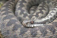 Pozor na zmije! Jak ošetřit hadí uštknutí?