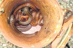 Do této nádoby lovec hadů odchycené zmije ukládá