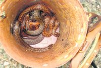 Lovec hadů posbíral letos přes 80 zmijí