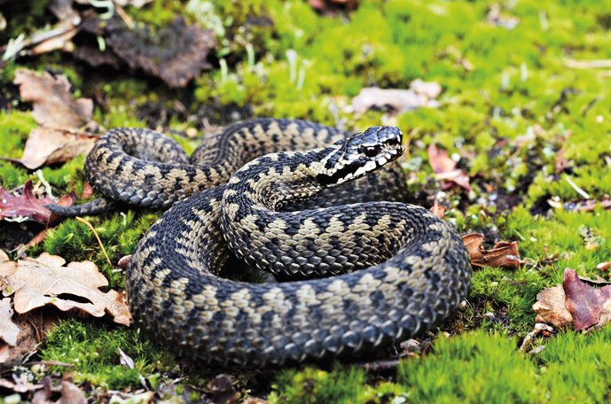 K vývojově nejmladším hadům patří zmije, jako je naše zmije obecná (Vipera berus)