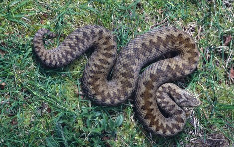 Zmije obecná – jedovatá. Samice dorůstají délky 70 až 100 cm, samci 60 cm. Bývá šedá až modrošedá s tmavou klikatou čárou na hřbetě, některé ji mít nemusejí.