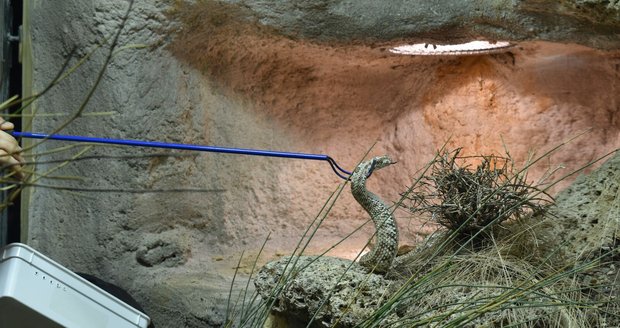 Vypuštění zmije pavoučí do speciálního biotopového terária v Království jedu v plzeňské zoo.