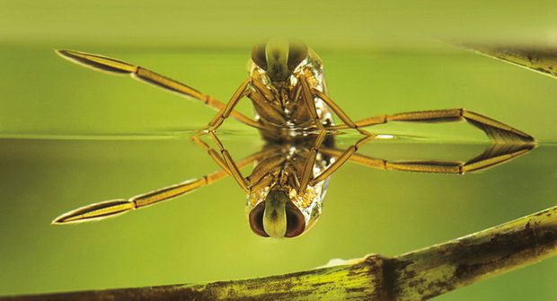 Vystresovaní komáři: Pomůže znakoplavka?