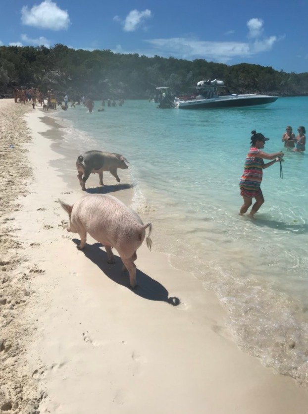 Pig Island, Bahamy.
