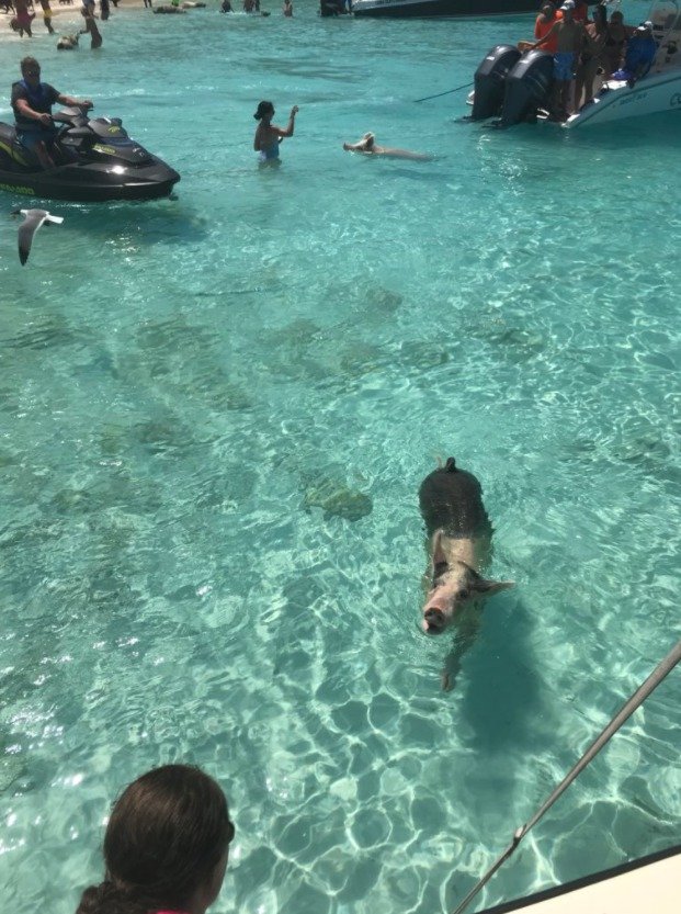 Pig Island, Bahamy.