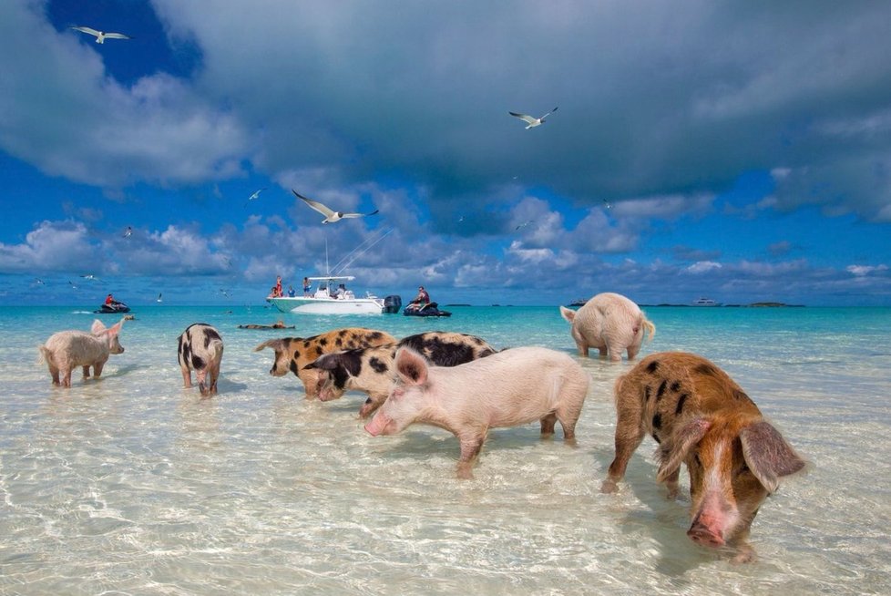 Pig Island, Bahamy.