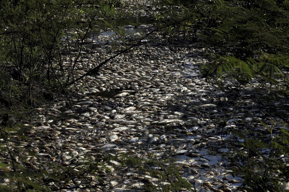 Znečištěná voda usmrtila v Paraguayi tisíce ryb.