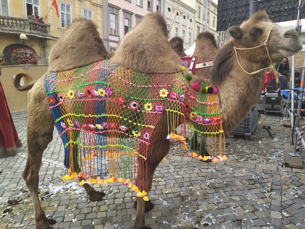 Součástí královského průvodu byli i velbloudi.