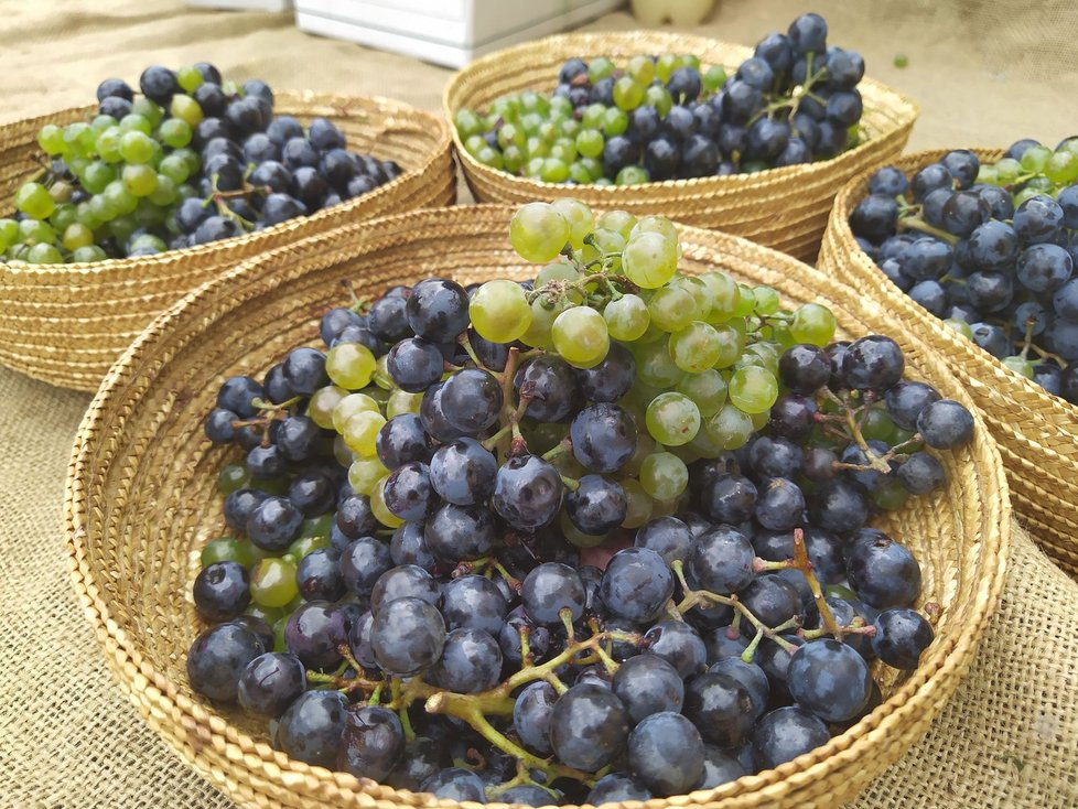 Znojemské historické vinobraní se letos konalo po sedmatřicáté.