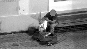 Recidivista (61) kradl v noci mladé palmy přímo na náměstí ve Znojmě.