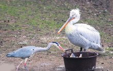 Drzé volavky v Zoo Praha: Kradou ryby pelikánům