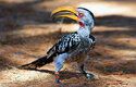 Zoborožci jihoafričtí jsou velcí ptáci, délka těla dosahuje až 60 cm. V zajetí žijí až 20 let