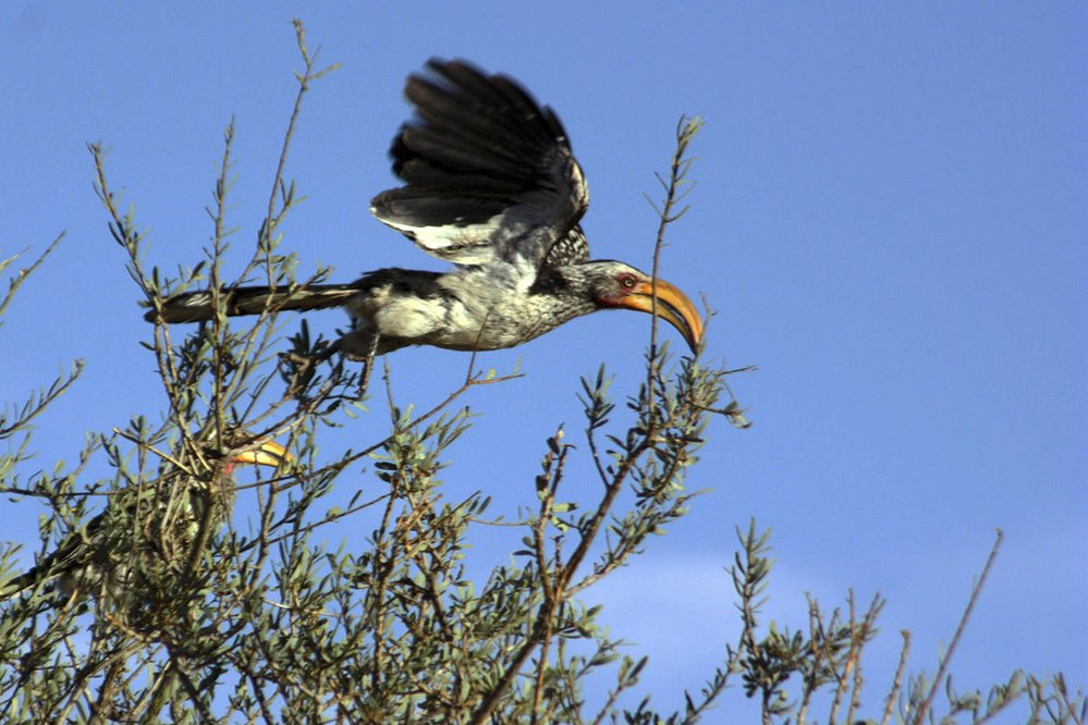 Zoborožec jihoafrický