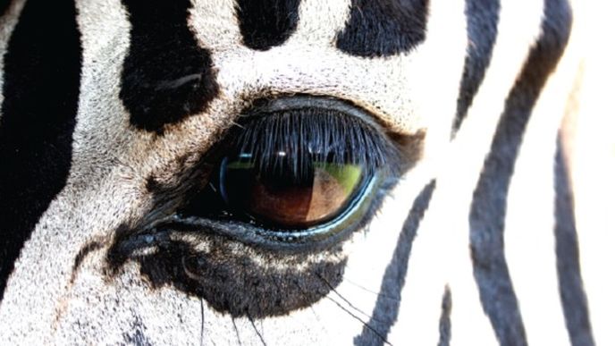 Zebra, donedávna maskot společnosti.