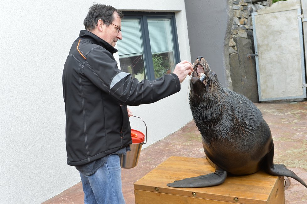 Vlastimil Čermák se stal 60miliontým návštěvníkem Zoo Praha. Pogratuloval mu šéf zahrady Bobek i náměstek primátorky Dolínek. Oslavenec dostal dort, dárky a podíval se i za lachtany.