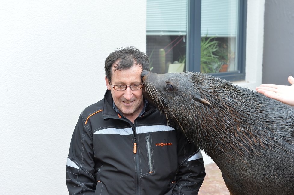 Vlastimil Čermák se stal 60miliontým návštěvníkem Zoo Praha. Pogratuloval mu šéf zahrady Bobek i náměstek primátorky Dolínek. Oslavenec dostal dort, dárky a podíval se i za lachtany.