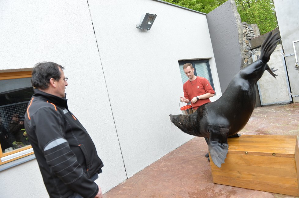 Vlastimil Čermák se stal 60miliontým návštěvníkem Zoo Praha. Pogratuloval mu šéf zahrady Bobek i náměstek primátorky Dolínek. Oslavenec dostal dort, dárky a podíval se i za lachtany.