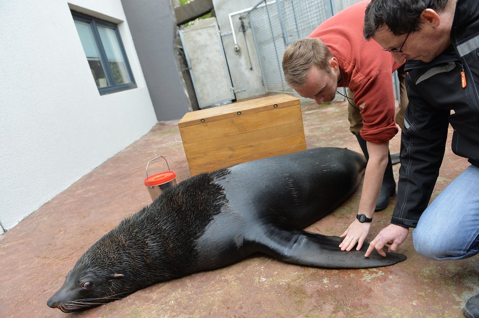 Vlastimil Čermák se stal 60miliontým návštěvníkem Zoo Praha. Pogratuloval mu šéf zahrady Bobek i náměstek primátorky Dolínek. Oslavenec dostal dort, dárky a podíval se i za lachtany.