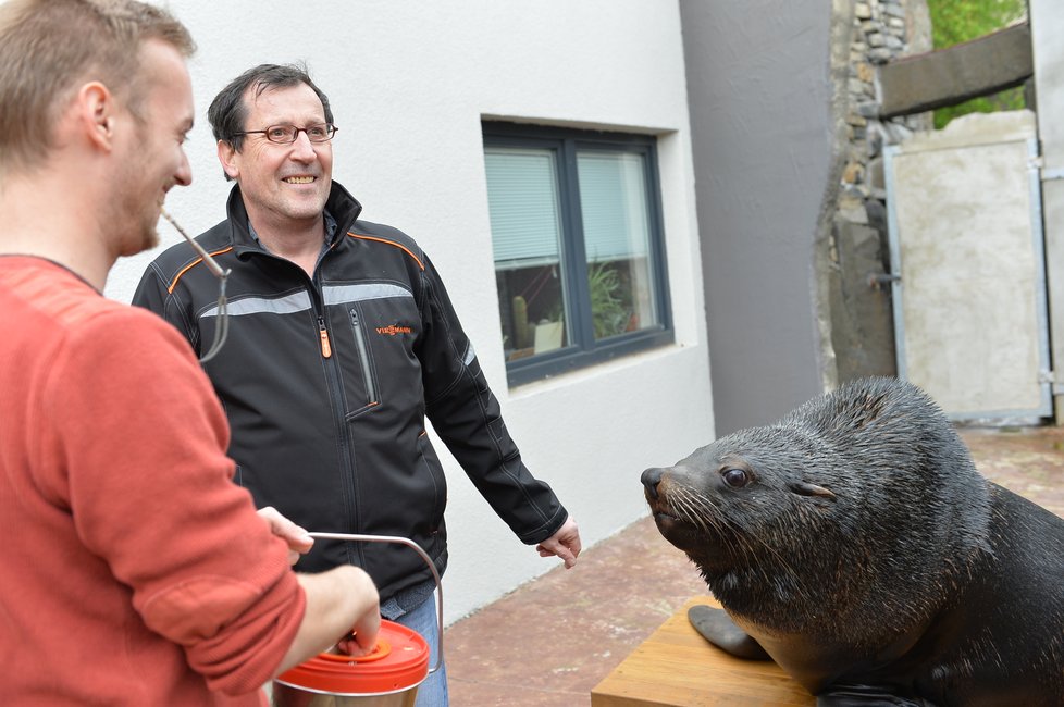 Vlastimil Čermák se stal 60miliontým návštěvníkem Zoo Praha. Pogratuloval mu šéf zahrady Bobek i náměstek primátorky Dolínek. Oslavenec dostal dort, dárky a podíval se i za lachtany.