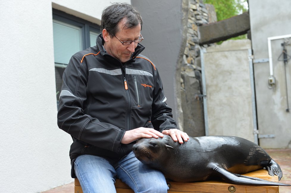 Vlastimil Čermák se stal 60miliontým návštěvníkem Zoo Praha. Pogratuloval mu šéf zahrady Bobek i náměstek primátorky Dolínek. Oslavenec dostal dort, dárky a podíval se i za lachtany.