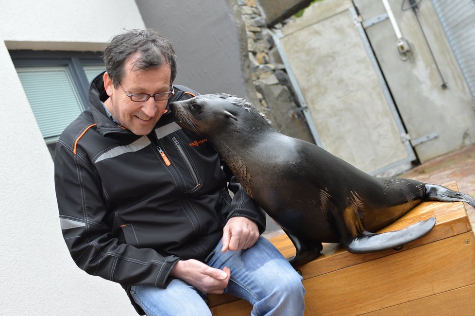 Vlastimil Čermák se stal 60miliontým návštěvníkem Zoo Praha. Pogratuloval mu šéf zahrady Bobek i náměstek primátorky Dolínek. Oslavenec dostal dort, dárky a podíval se i za lachtany.