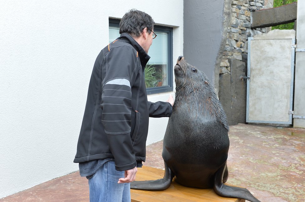 Vlastimil Čermák se stal 60miliontým návštěvníkem Zoo Praha. Pogratuloval mu šéf zahrady Bobek i náměstek primátorky Dolínek. Oslavenec dostal dort, dárky a podíval se i za lachtany.