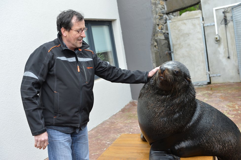 Vlastimil Čermák se stal 60miliontým návštěvníkem Zoo Praha. Pogratuloval mu šéf zahrady Bobek i náměstek primátorky Dolínek. Oslavenec dostal dort, dárky a podíval se i za lachtany.