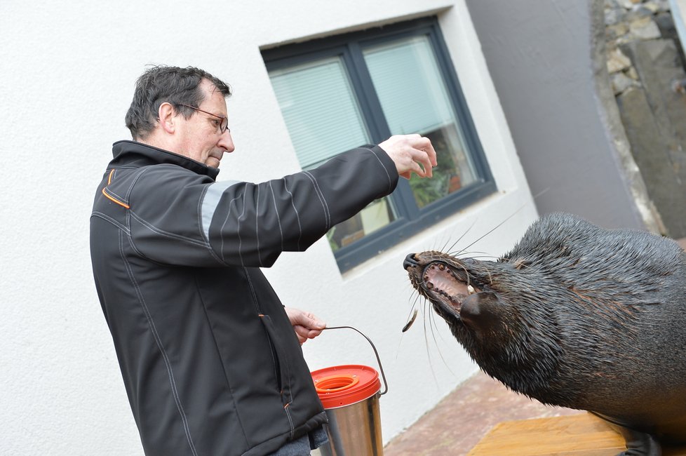 Vlastimil Čermák se stal 60miliontým návštěvníkem Zoo Praha. Pogratuloval mu šéf zahrady Bobek i náměstek primátorky Dolínek. Oslavenec dostal dort, dárky a podíval se i za lachtany.