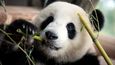 Angela Merkelová a Si Ťin-pching otevírají nový pavilon pro pandy v berlínské zoo