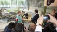 Angela Merkelová a Si Ťin-pching otevírají nový pavilon pro pandy v berlínské zoo