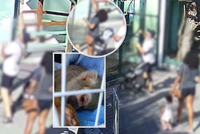 Rodina v bojnické zoo ohrozila skupinu opiček: Krmením je mohla zabít!
