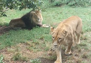 Zoo Brno slaví 70 let od svého vzniku.