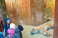Halloween v brněnské zoo: Děti vyráběly strašidla a tygr to znuděně pozoroval