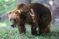 Vítej, Irino: Do Zoo Brno se přistěhovala blondýna, samice medvěda kamčatského