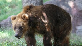 Ve výběhu v expozici Beringie se Irina potká s kolegyní zvanou Kamčatka. Než si na sebe zvyknou, bude je dělit plot.