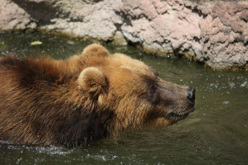V uplynulém roce byly na Kamčatce registrovány čtyři útoky medvědů na lidi, přičemž došlo k dvěma úmrtím. 