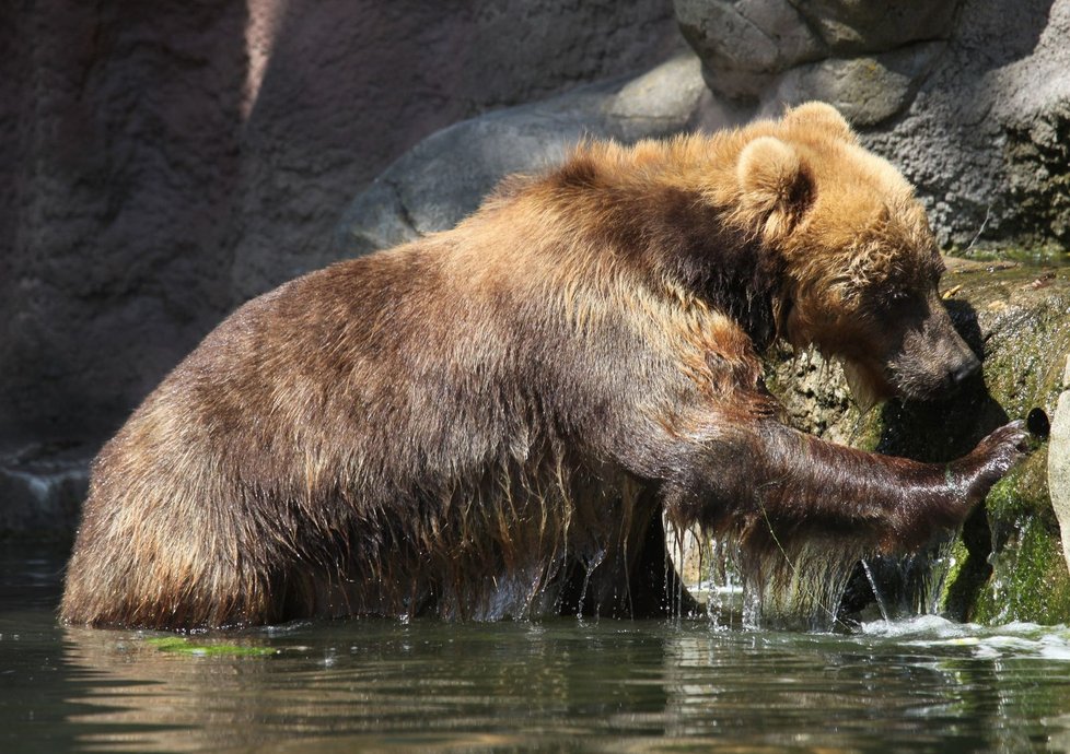 Samice medvěda kamčatského Irina už se stačila představit návštěvníkům brněnské zoo.