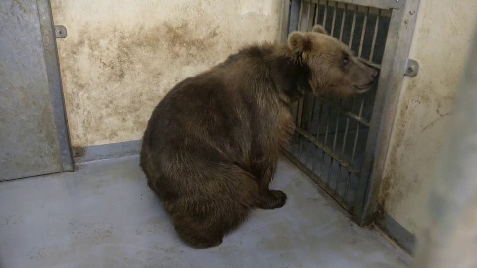 Samice medvěda kamčatského Irina už se stačila představit návštěvníkům brněnské zoo.