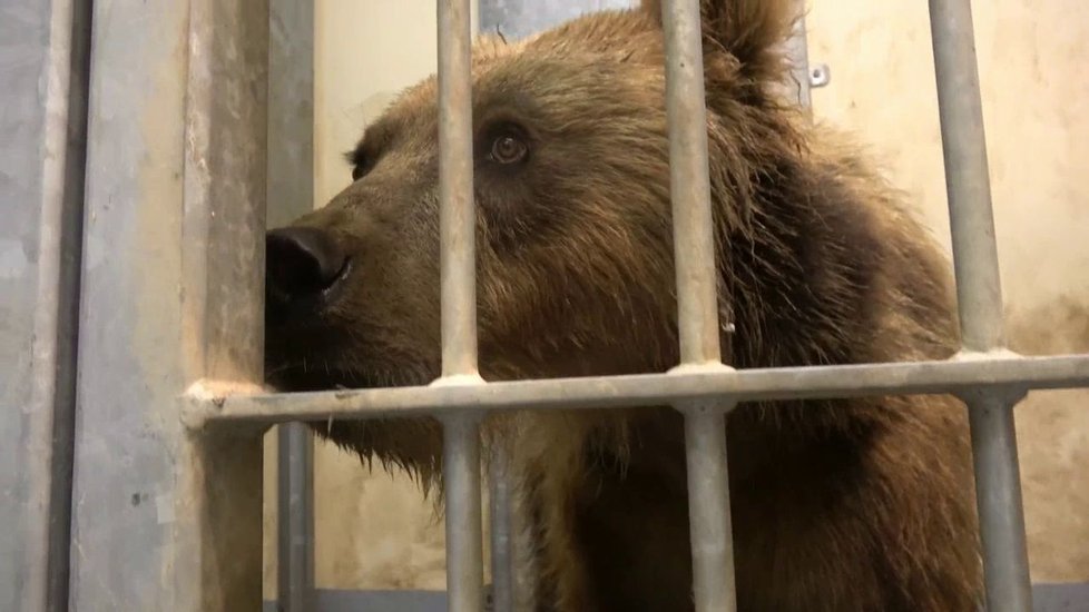 Samice medvěda kamčatského Irina už se stačila představit návštěvníkům brněnské zoo.