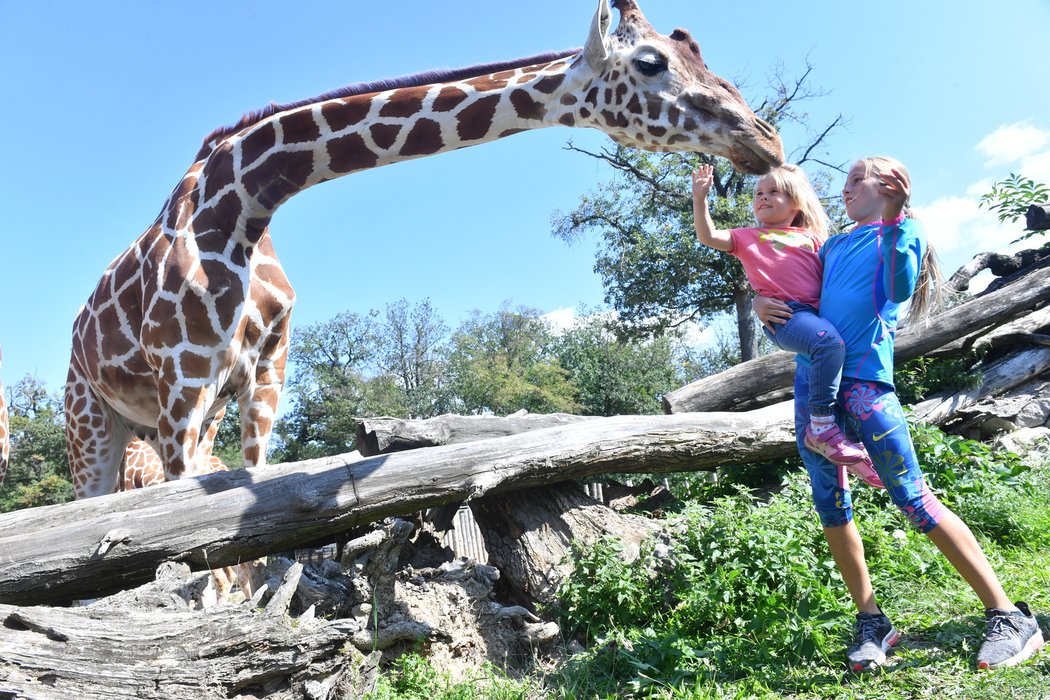 Vítěze dětských kategorií výhra &#34;krmení žiraf&#34; nadchla. (Zoo Brno)