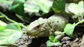 Tři dracény guyanské má od pondělí brněnská zoo. Návštěvníci mohou zatím vidět pouze pětileté mládě, rodiče jsou zatím ukryti v zázemí. Návštěvníci je najdou v expozici po anakondách velkých.