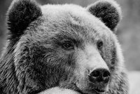 Smutek v Zoo Brno: Medvědici Kamčatku museli uspat, už se nemohla pohybovat