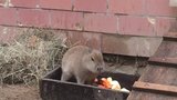 Brněnská zoo boduje: Získala Bílého slona a chlubí se mladou kapybarou!